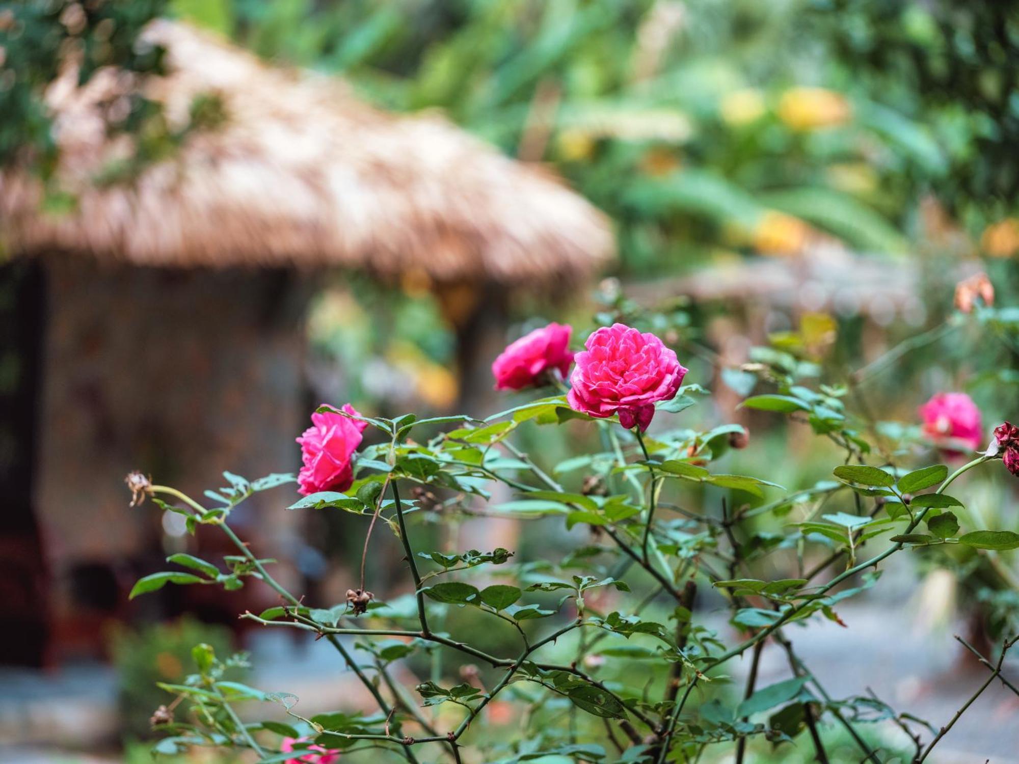 Cozy Beer Garden Homestay Ninh Binh Eksteriør billede
